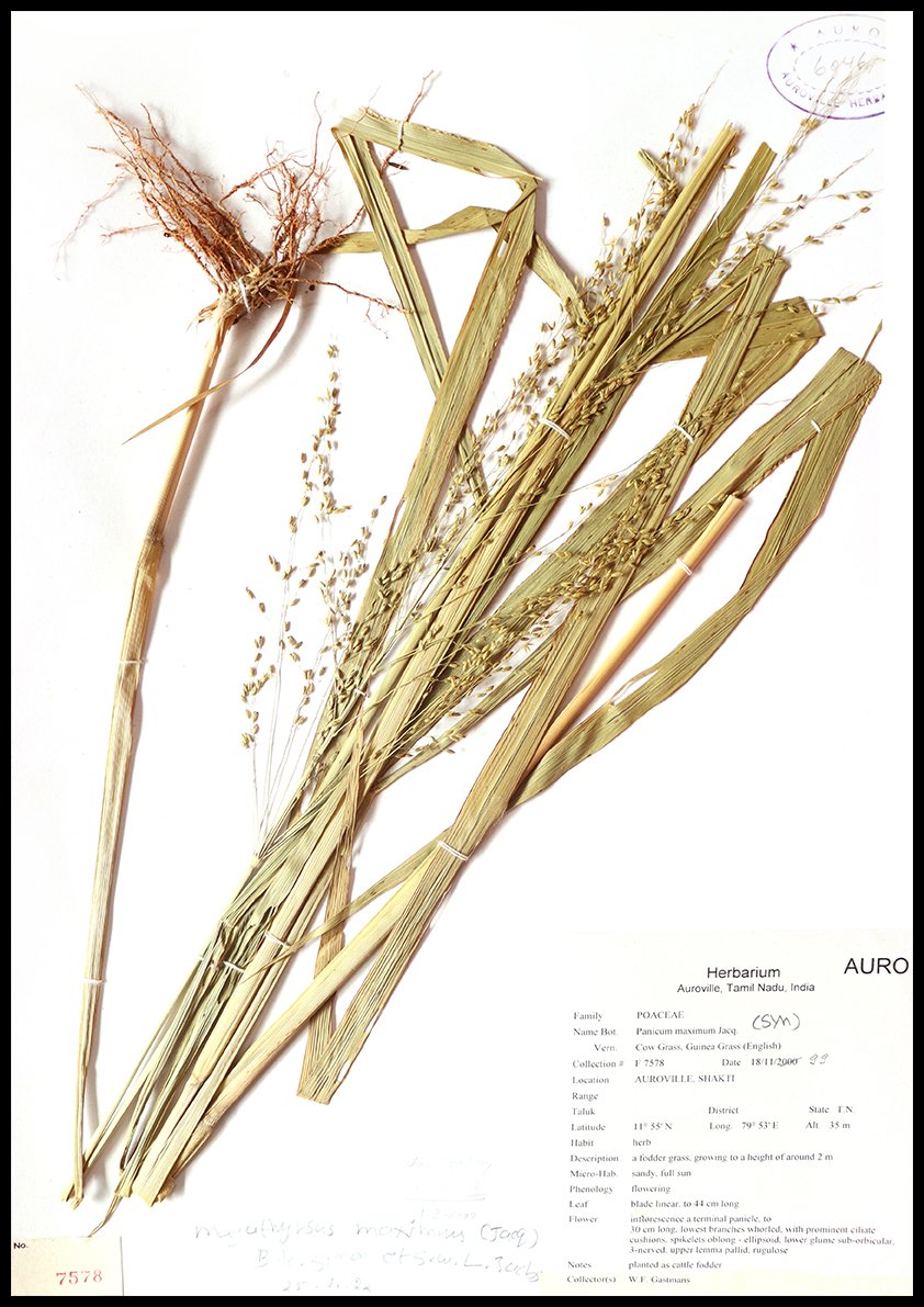 Dry herbarium images